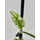 Epipremnum Cebu Blue Variegata Cutting