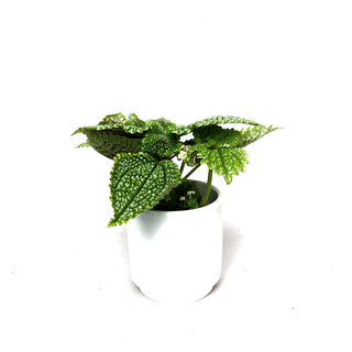 Pilea involucrata