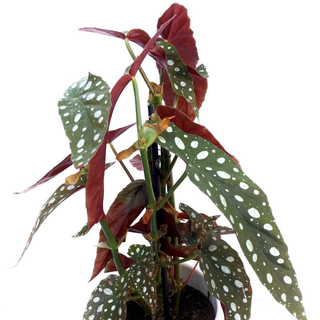 Begonia maculata