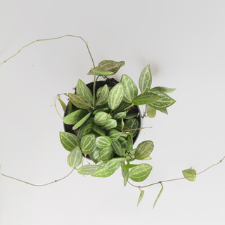 Dischidia ovata