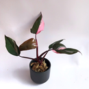 Philodendron Pink Princess