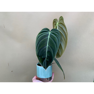 Philodendron melanochrysum