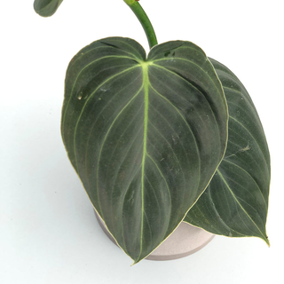 Philodendron melanochrysum