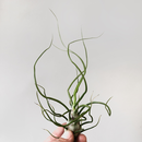 Tillandsia bulbosa