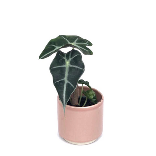 Alocasia curly Bambino