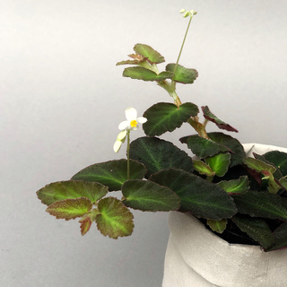 Begonia thelmae