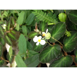 Begonia thelmae