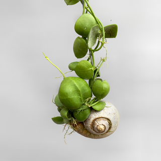 Dischidia pectenoides im Schneckenhaus