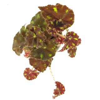 Begonia bowerae