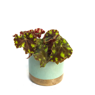 Begonia boweri Tiger